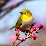 Best Bird Calendars 2023
