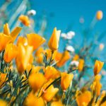 Best Flower Calendar 2023