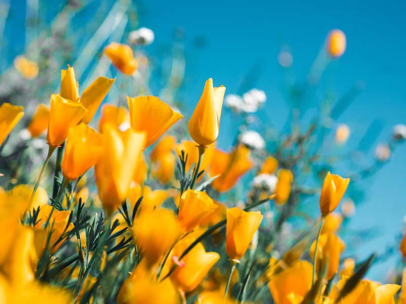 Best Flower Calendar 2023