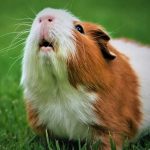 Best Small Pet Calendar 2023