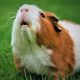 Best Small Pet Calendar 2023