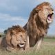 Best Wildlife Calendar 2023