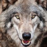 Best Wolf Calendar 2023