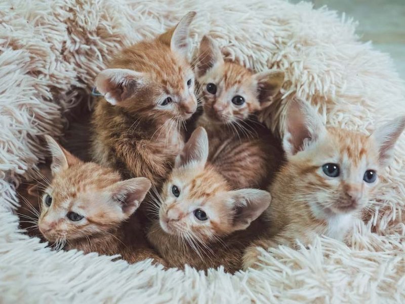 Best Cute Kitten Calendar