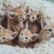 Best Cute Kitten Calendar