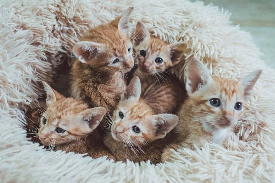 Best Cute Kitten Calendar