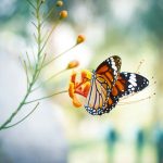 Best Butterfly Calendar 2023