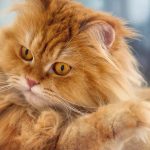 Best Cat Calendars 2023
