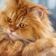 Best Cat Calendars 2023