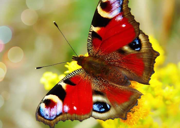 Best Butterfly Calendars 2022
