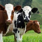 Best Cow Calendar 2023
