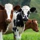 Best Cow Calendar 2023