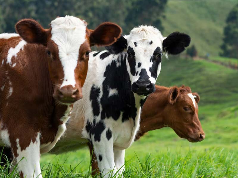 Best Cow Calendar 2023