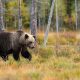 Best Bear Calendars 2023