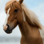 Best Horse Calendars 2023