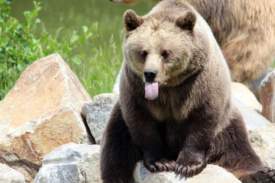 how to choose bear calendars