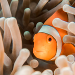 Best Fish Calendar 2023