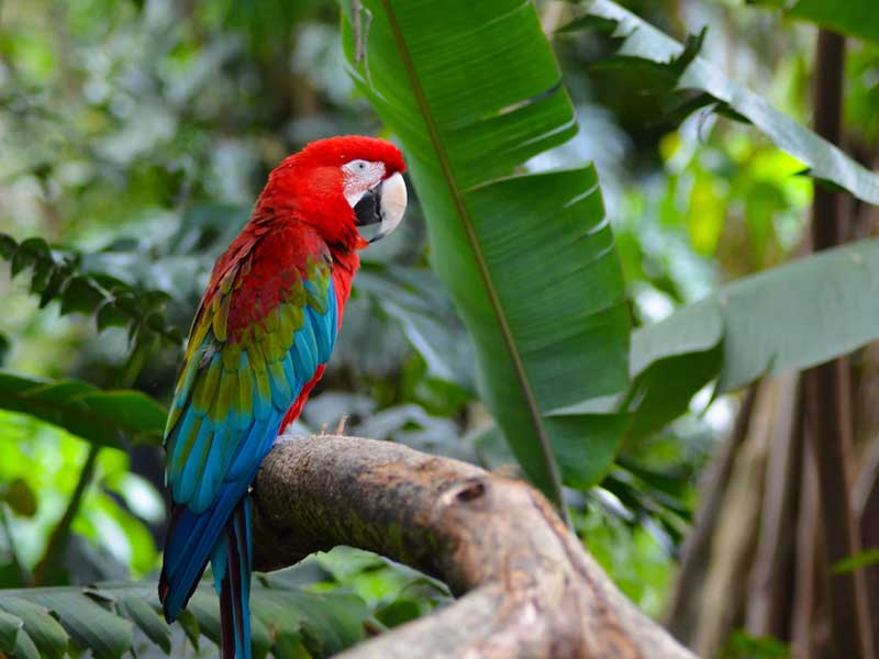 Beautiful Red Green Parrot