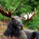 Best Moose Calendar 2023