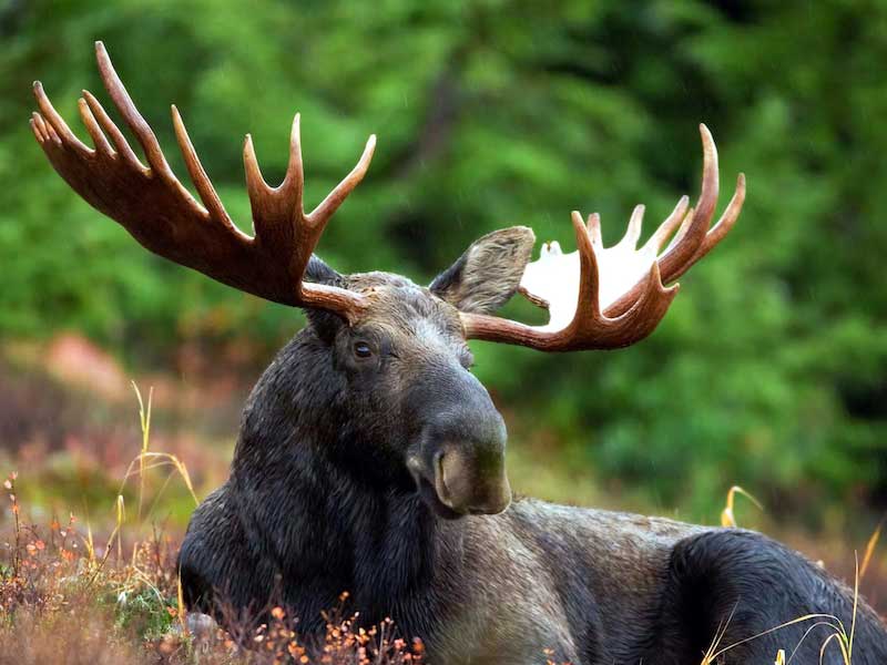 Best Moose Calendar 2023
