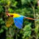 Best Parrot Calendar 2023