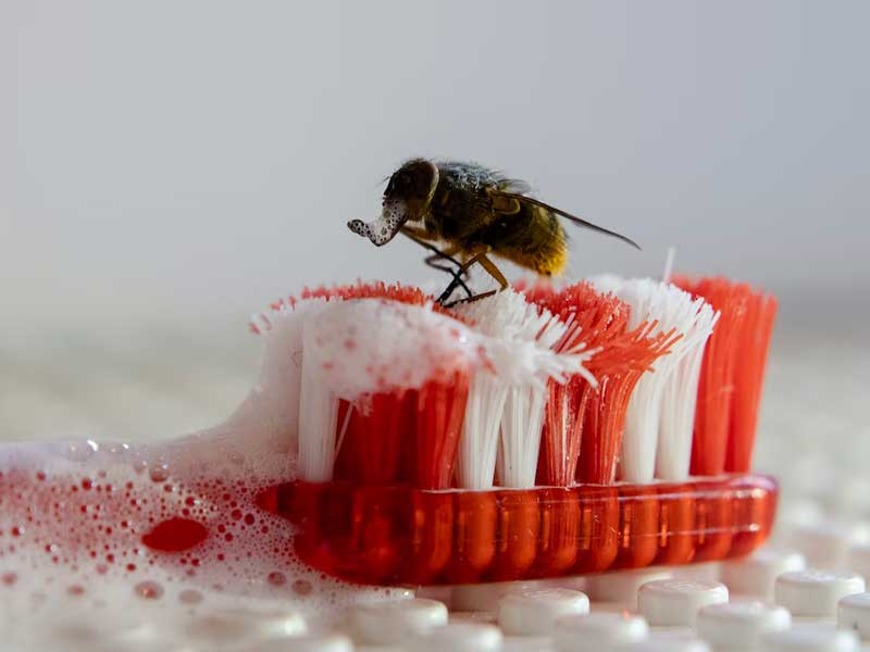 Weird thing: a fly is brushing its teeth