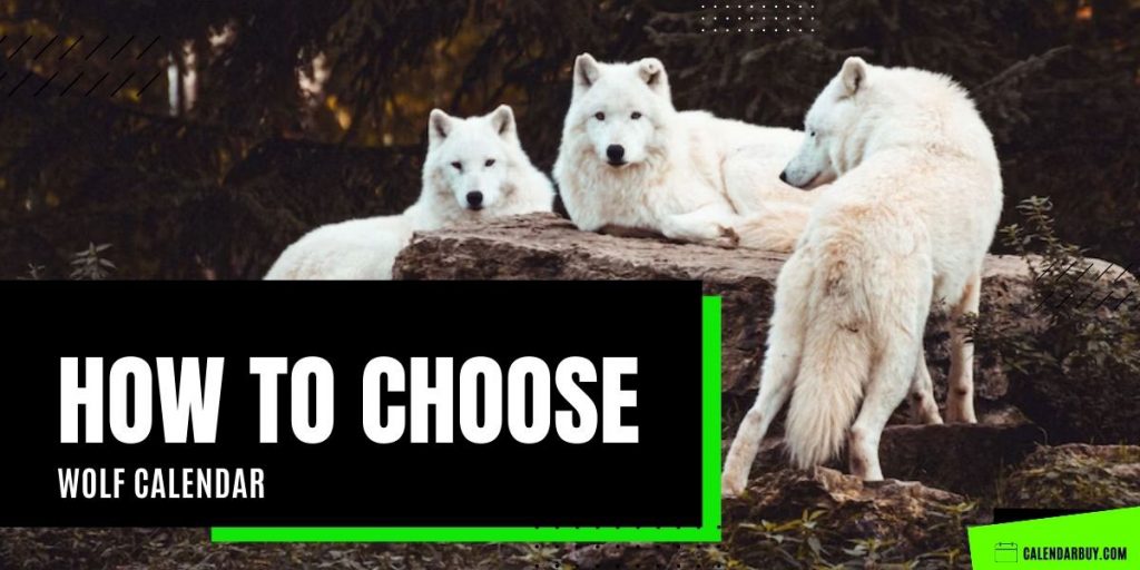 How to Choose Wolf Calendar