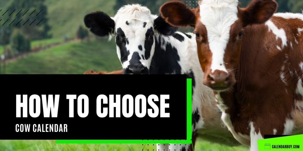 How to Choose Cow Calendar